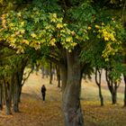 Mainz - Spaziergang im Herbst