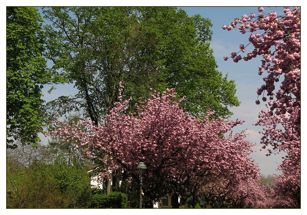 Mainzer Frühling