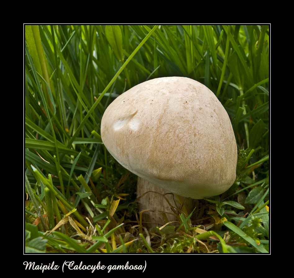 Maipilz (Calocybe gambosa)