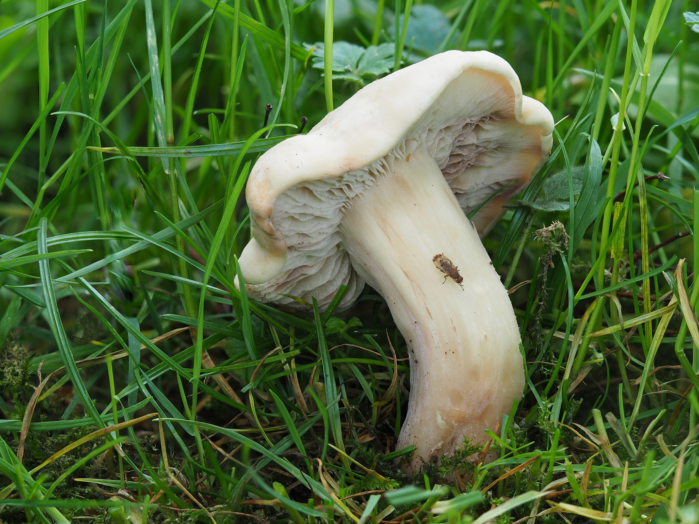  Maipilz (Calocybe gambosa)