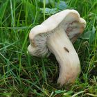  Maipilz (Calocybe gambosa)