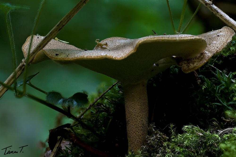 Maiporling - Polyporus ciliatus