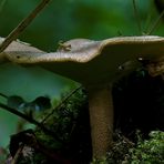 Maiporling - Polyporus ciliatus