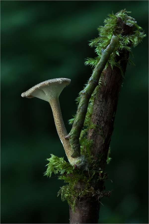 Maiporling (Polyporus ciliatus)