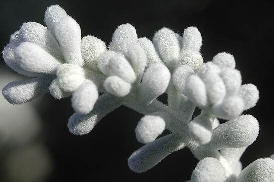 Maireana sedifolia