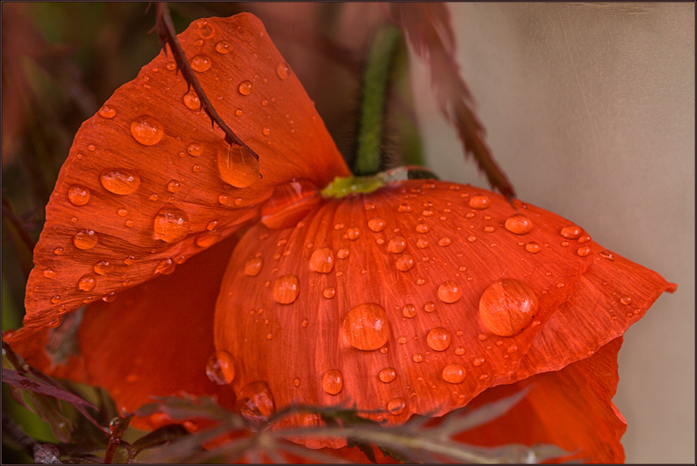 Mai.Regen.Mohn