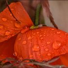 Mai.Regen.Mohn