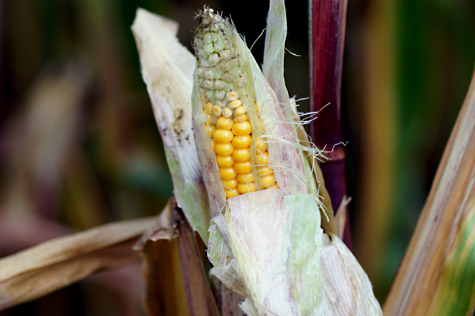 Mais Foto & Bild | natur, pflanzen, mais Bilder auf fotocommunity