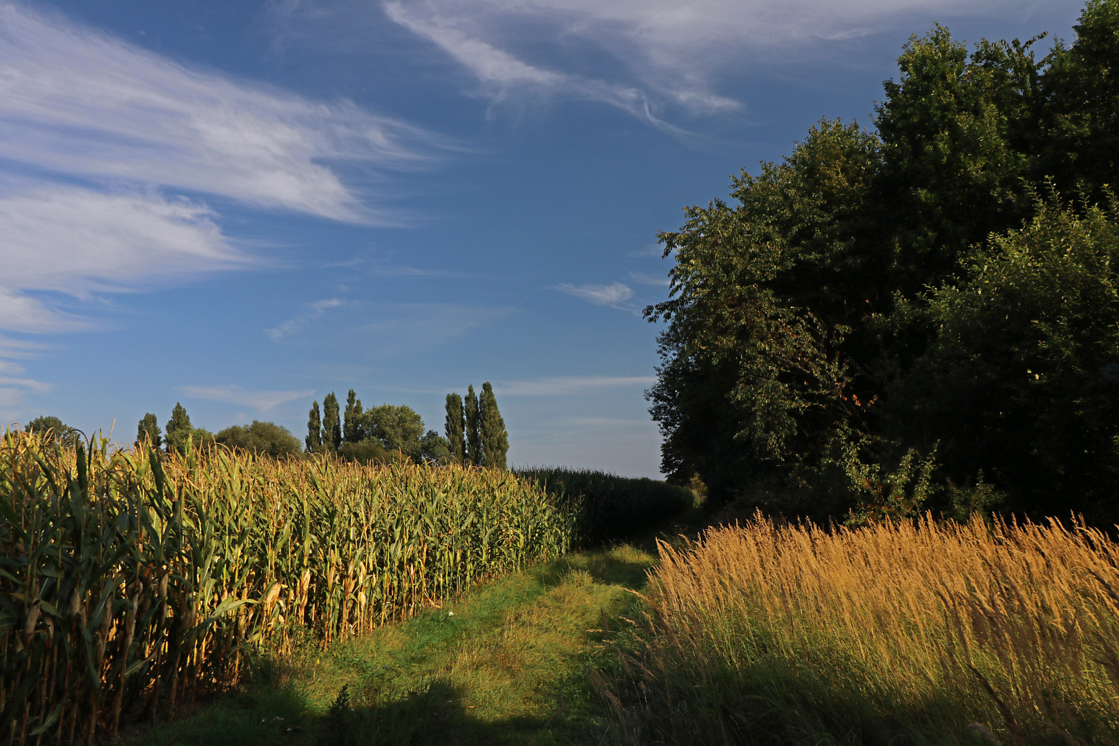Mais am Wäldchen Foto & Bild wald, landschaften, bäume Bilder auf