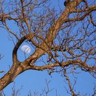 mais bonjour ... lune de printemps