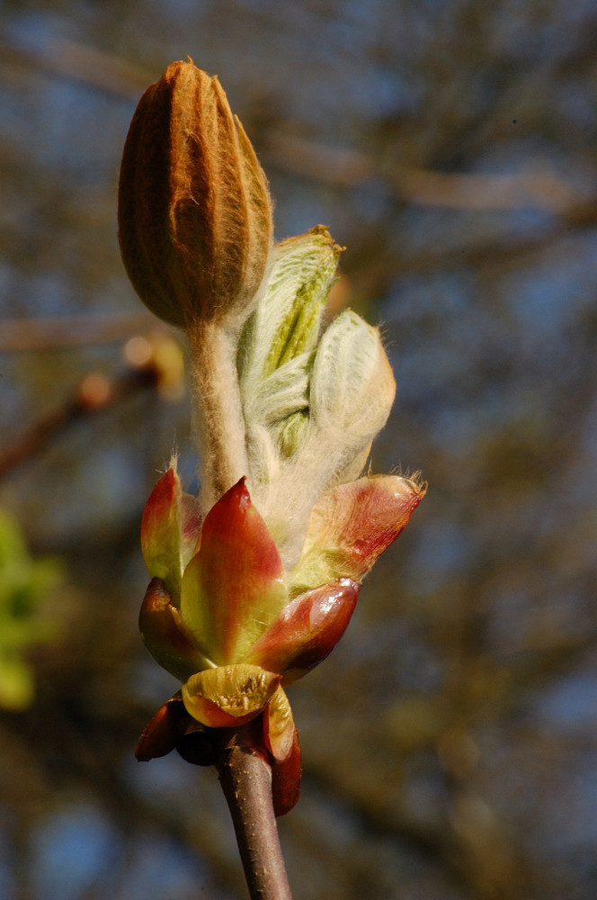 mais, c'est le printemps !