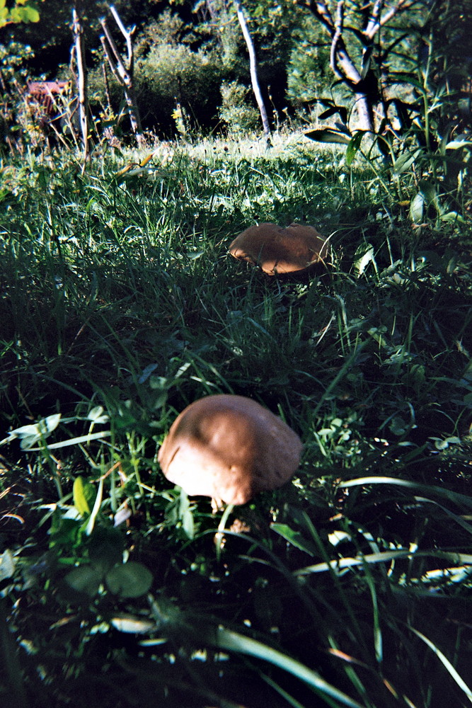 Mais d'où il viennent ces champignons dans le jardin?