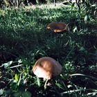 Mais d'où il viennent ces champignons dans le jardin?