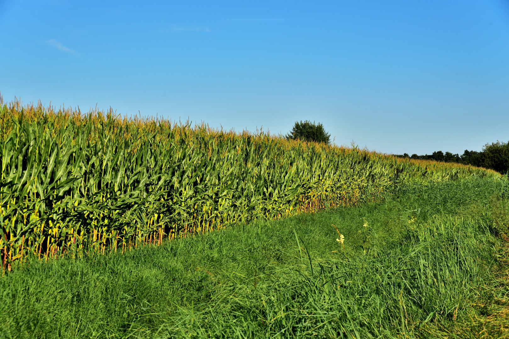 Mais für die Biogasanlage