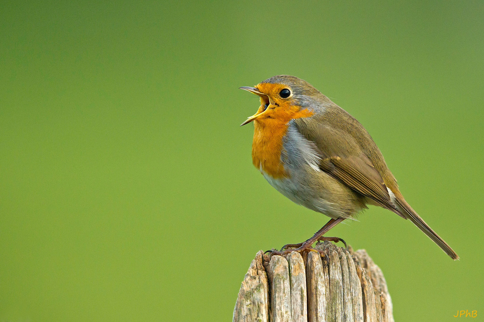 Mais il ne chante pas!...