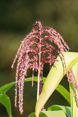 Mais in der Blüte