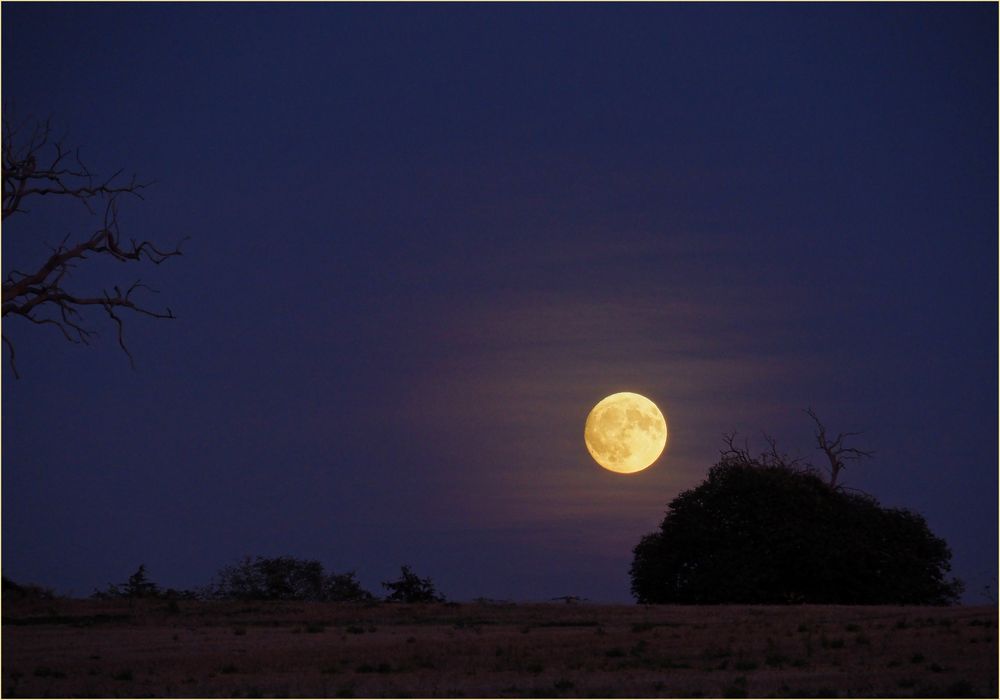 Mais je n’ai pas entendu hurler les loups…!	