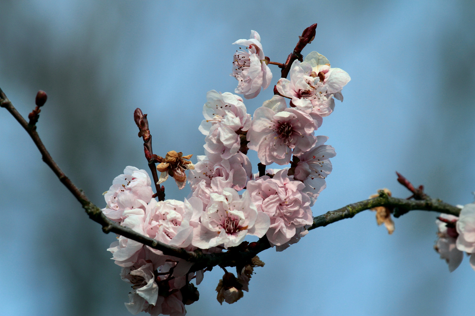 mais ou est ce printemps