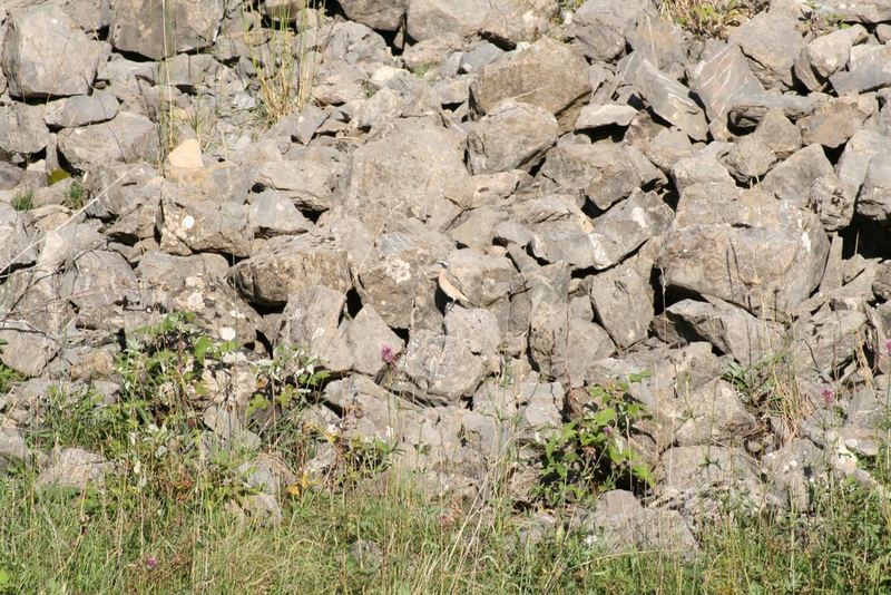 Mais où est le petit oiseau ?