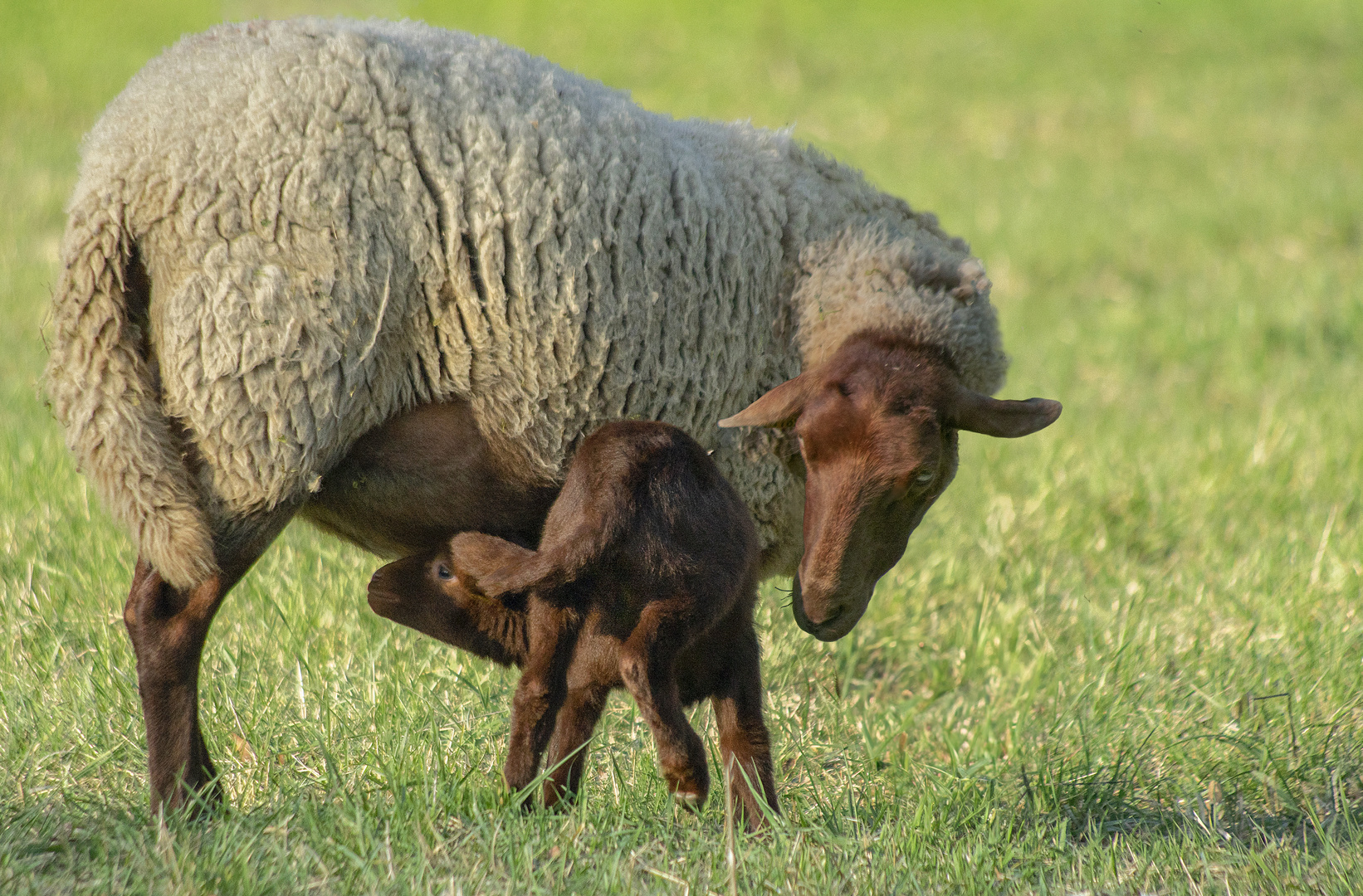 "Mais où est le robinet ?" (Ovis aries, mouton - race solognote)