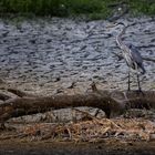 Mais où est passée l'eau et mes poissons