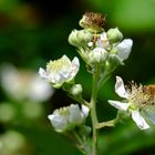 mais ou sont passées nos abeilles 