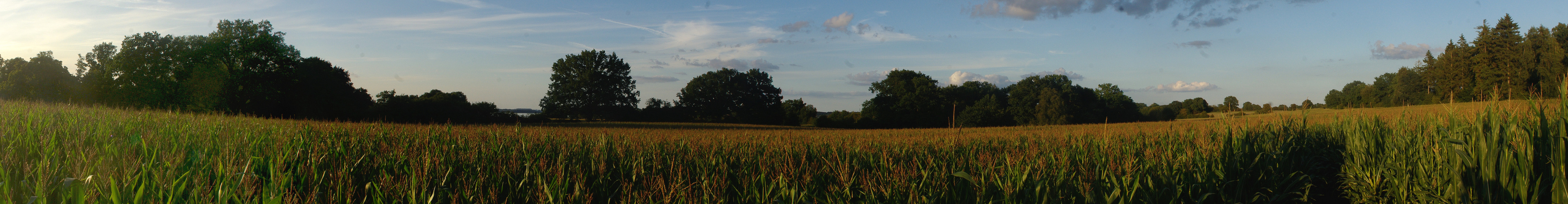 Mais-Panorama