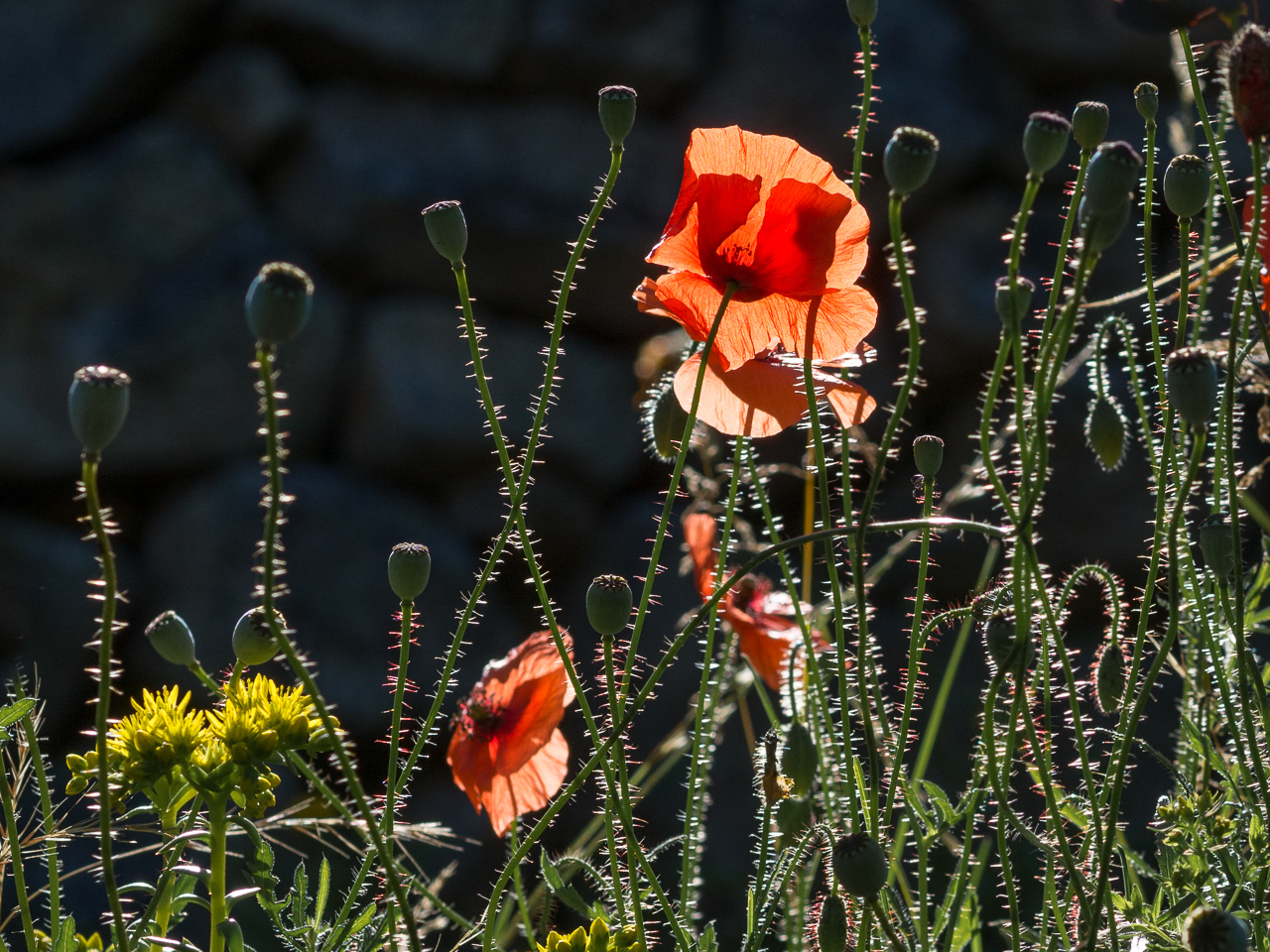 mais pour aimer les coquelicots...