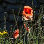 mais pour aimer les coquelicots...