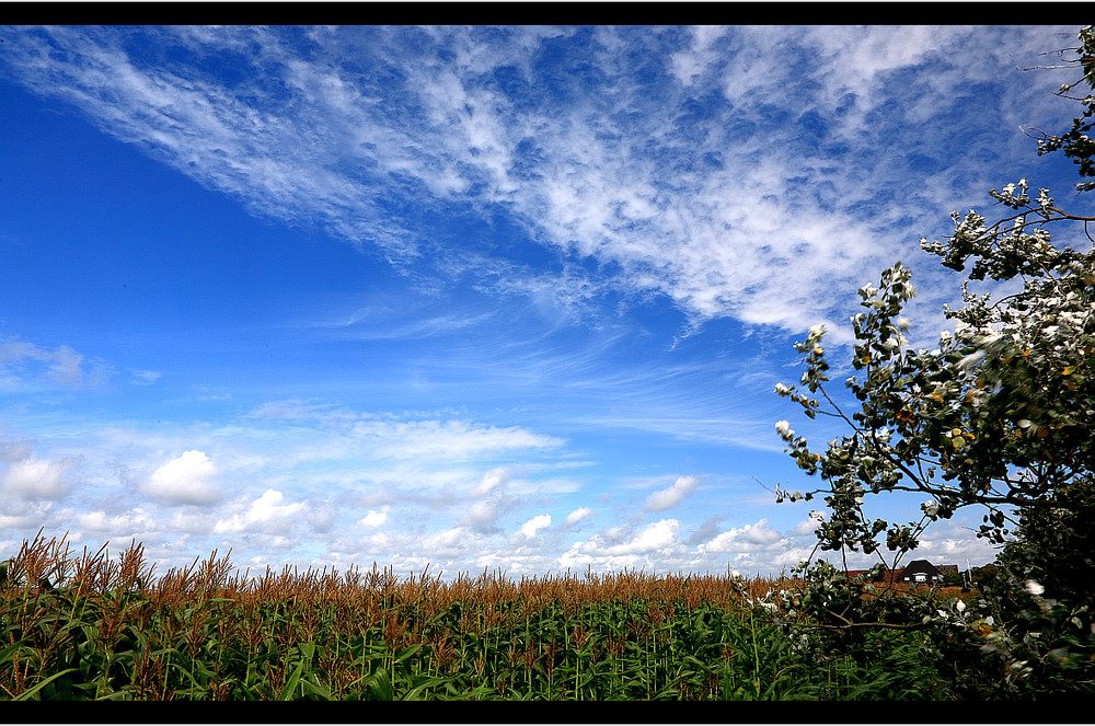 Mais und Himmel