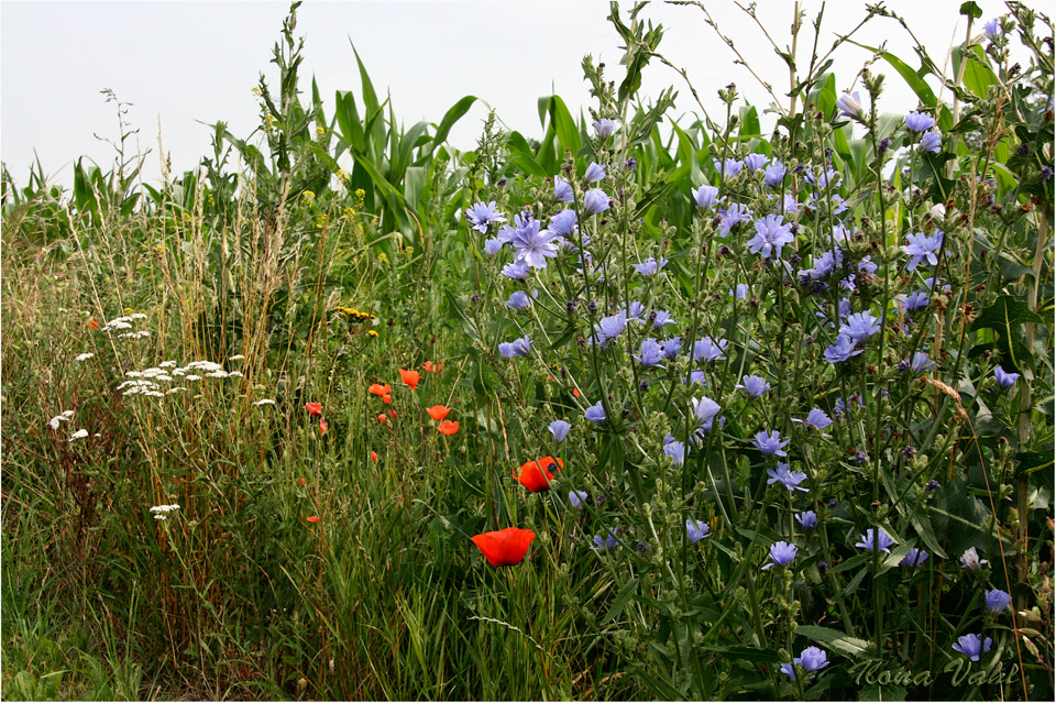 Mais und Mohn