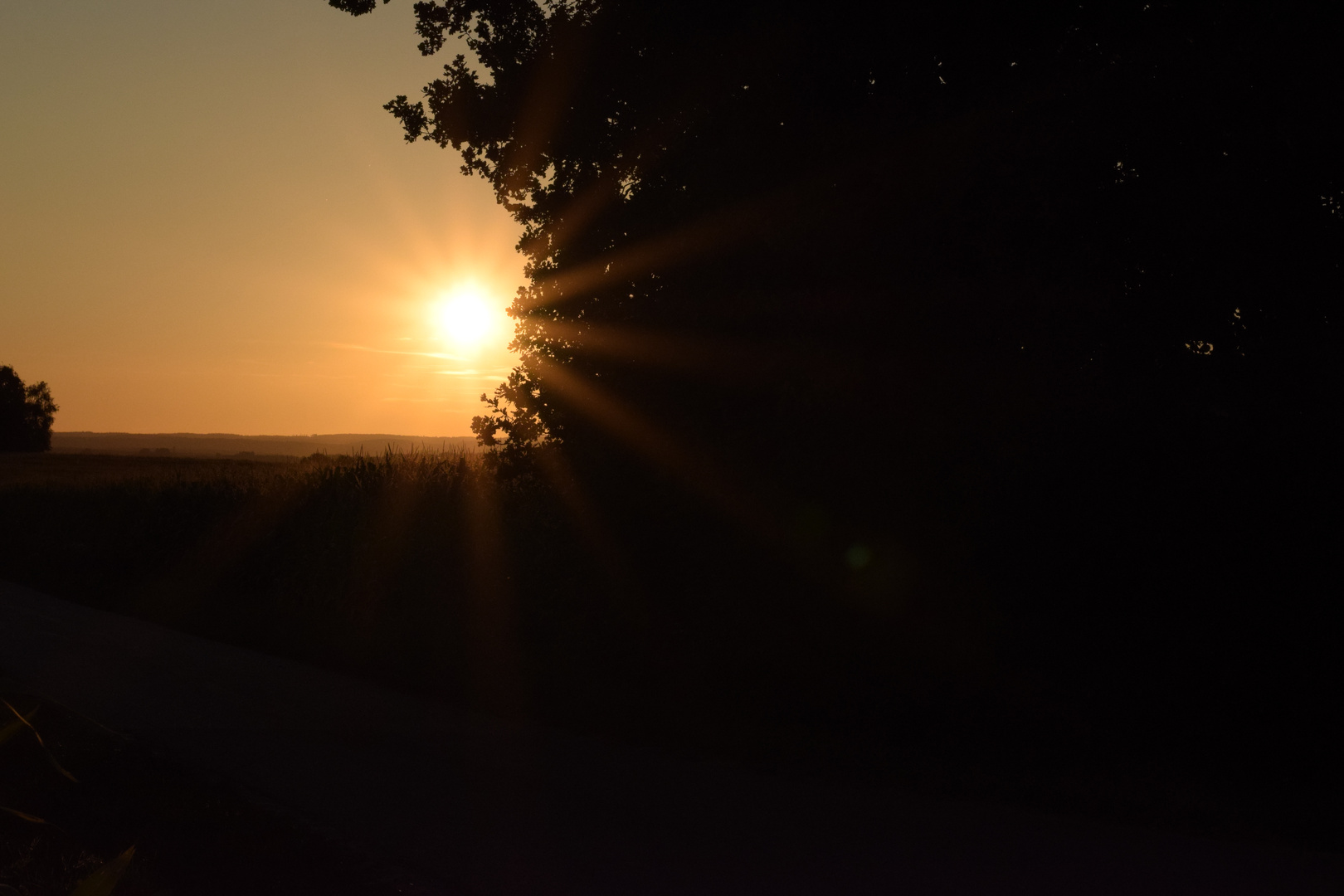 Mais und Wald beim Sonnenuntergang