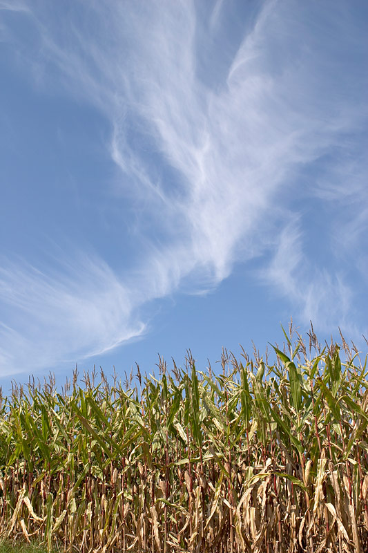 Mais vor blauem Himmel