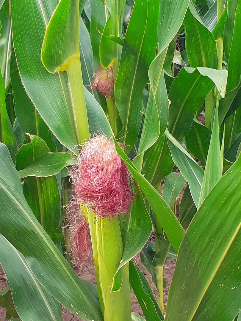 Mais, weibliche Blüte