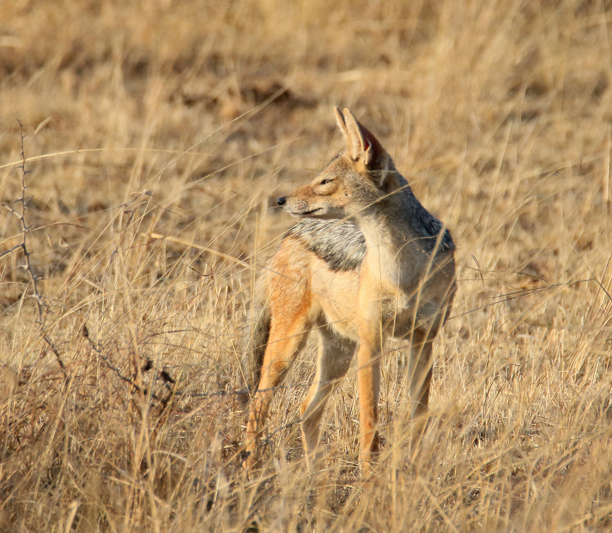 Maisai Mara - Schabrackenschakal 