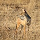 Maisai Mara - Schabrackenschakal 