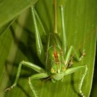 Maisbewohner entdeckt - Grünes Heupferdchen