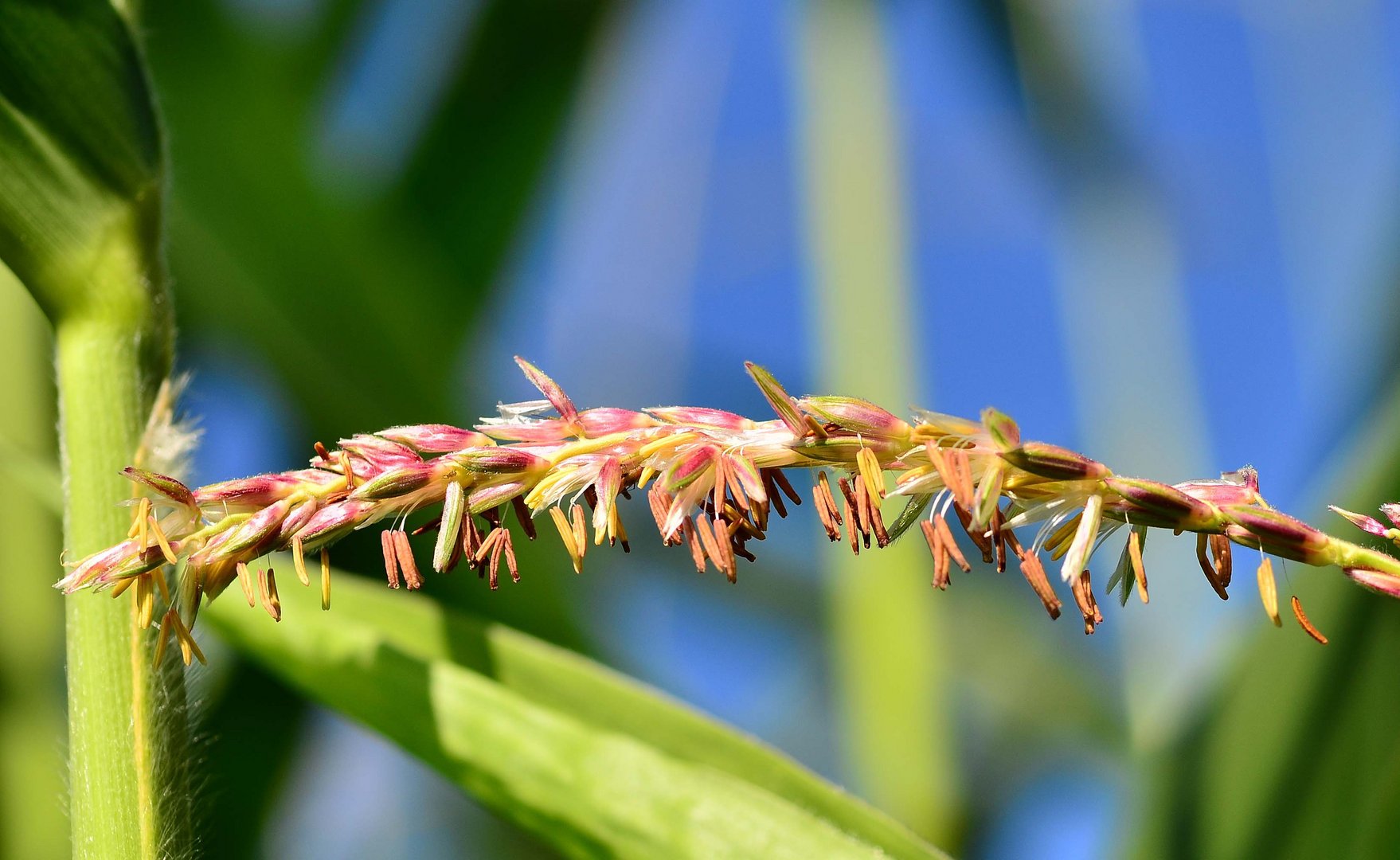 Maisblüte