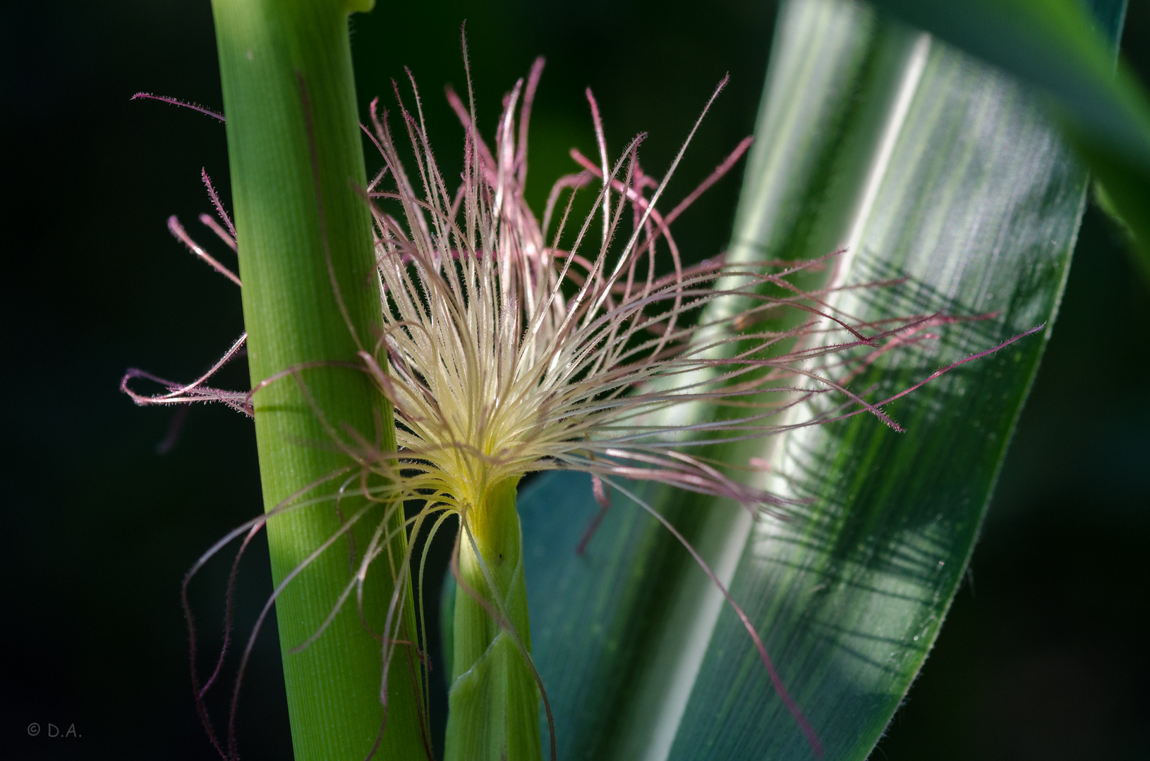 Maisblüte