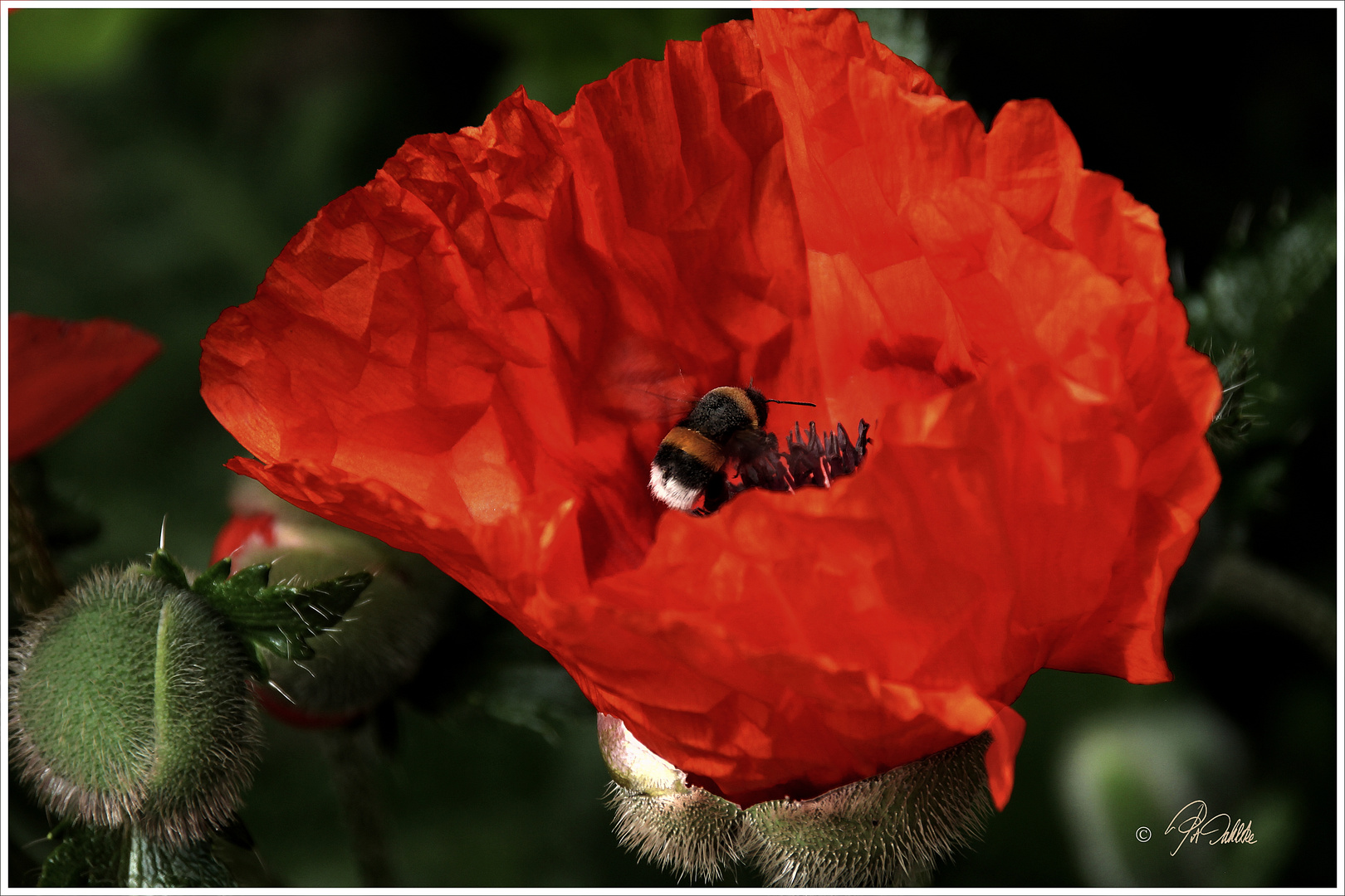 "Maischönheit"  Mittwochsblümchen 29.Mai 2019