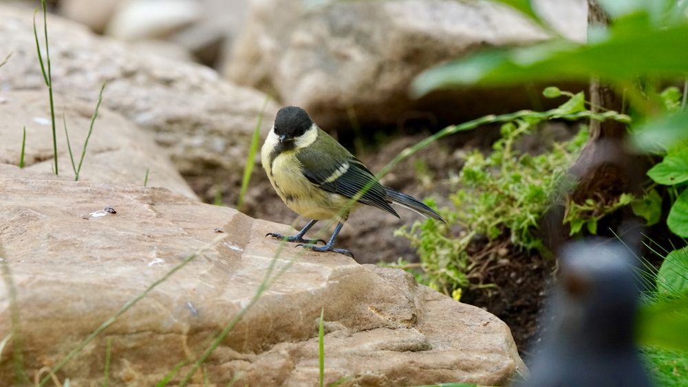 Maisennachwuchs Gartenvögel