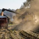 Maisernte Ende Oktober