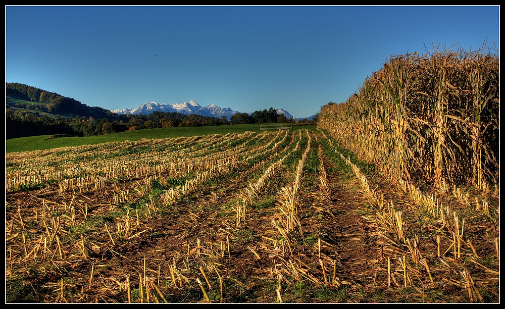 Maisernte vor dem Wendelstein