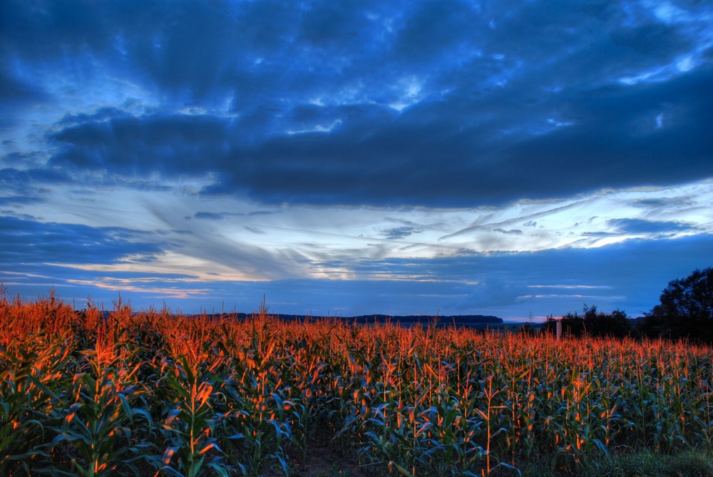 Maisfeld als 1er HDR Versuch