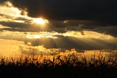 Maisfeld am Abend 2