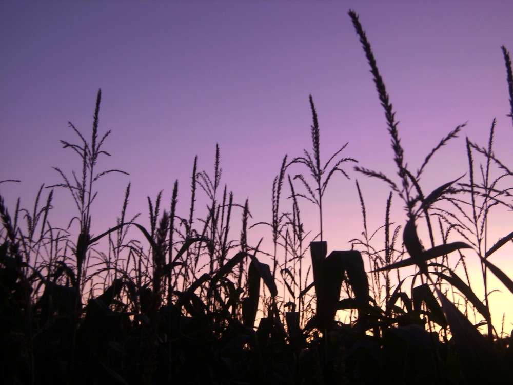 maisfeld am abend