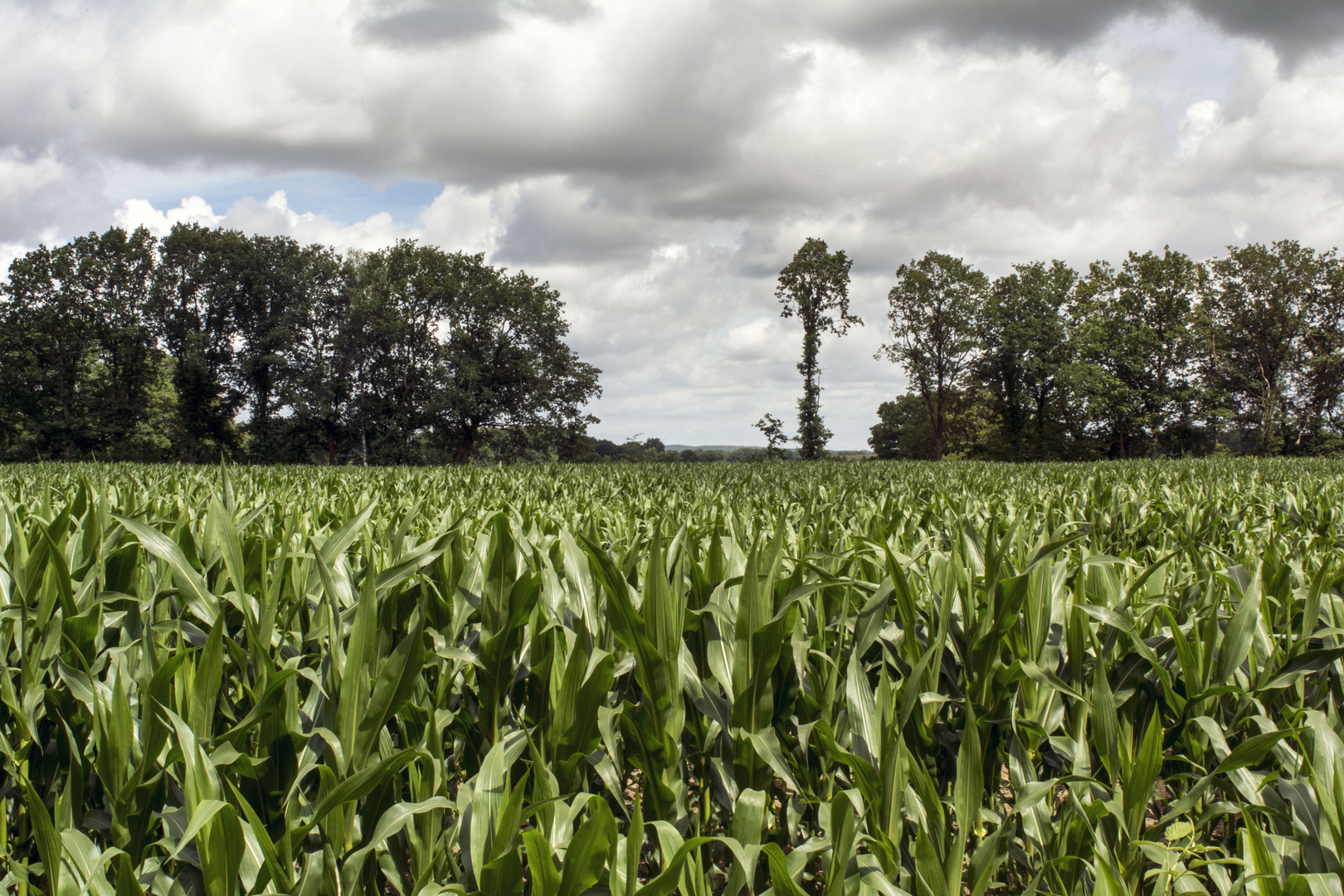 Maisfeld am Rastplatz