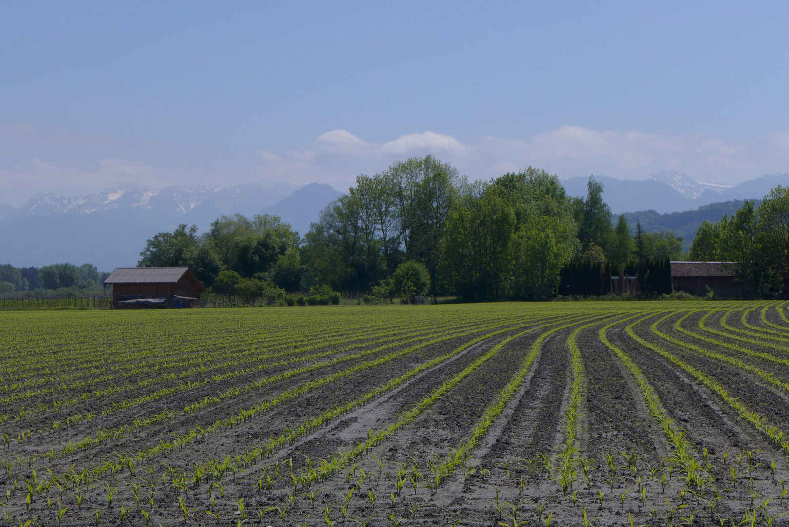 Maisfeld am Rohrspitz