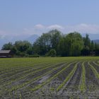 Maisfeld am Rohrspitz