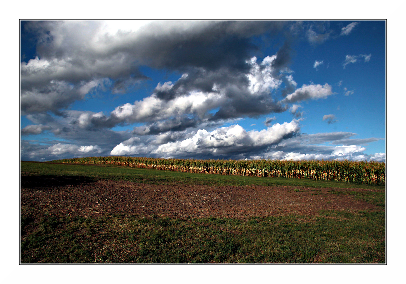 Maisfeld am späten Nachmittag